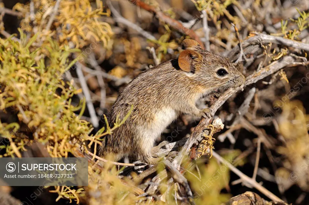 Four-striped Grass Mouse or Four-striped Grass Rat (Rhabdomys pumilio), in its natural habitat, Goegap Nature Reserve, Namaqualand, South Africa, Afri...