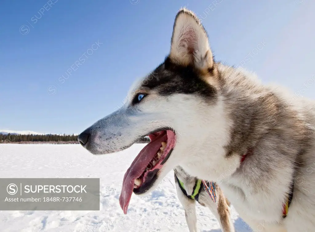 Portrait of panting sled dog, lead dog, Alaskan Husky, frozen Yukon River, Yukon Territory, Canada