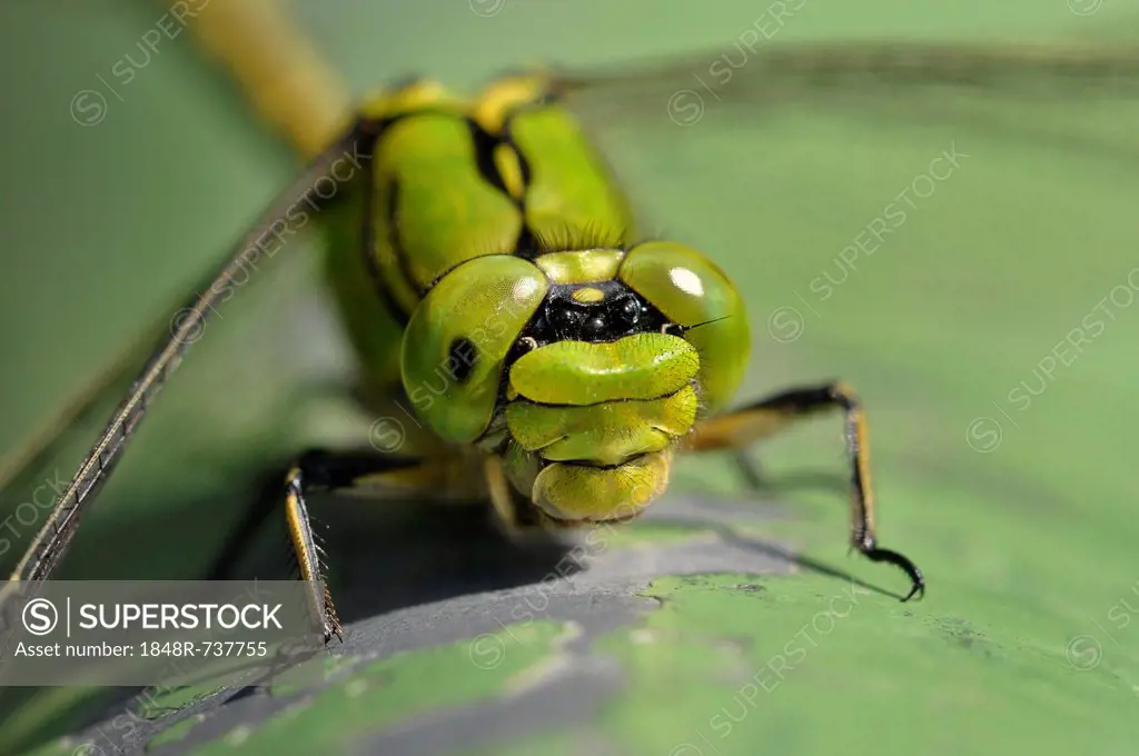 Green Snaketail (Ophiogomphus cecilia), countrywide highly endangered and strictly protected species in Germany, Annex II of the Habitats Directive