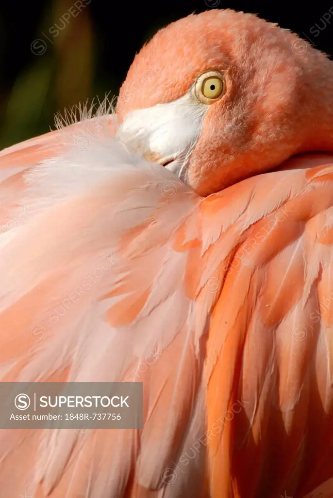 Caribbean Flamingo (Phoenicopterus ruber ruber), detail