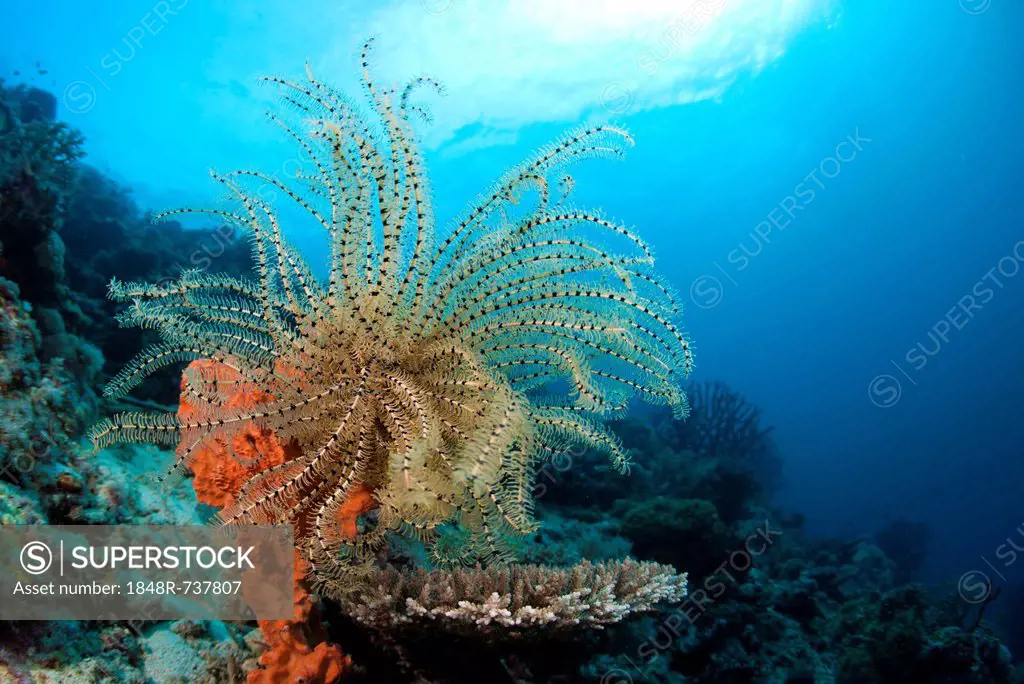 Variable Bushy Feather Star (Comanthina schlegeli), Lingganay, Leyte, Philippines