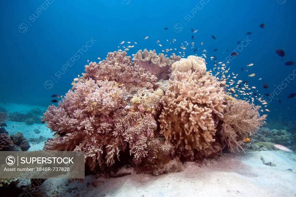Coral reef with various soft corals and damsel fish, Southern Leyte, Philippines, Asia