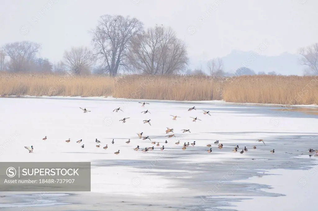 Mallard ducks on a frozen oxbow lake of the Elbe River in winter at Gerwisch near Magdeburg, Saxony-Anhalt, Germany, Europe