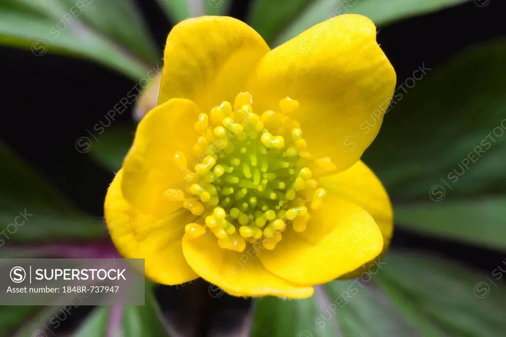 Yellow Woodland Anemone, Yellow Wood Anemone, Buttercup Anemone, Yellow Woodland Thimble-Weed, Yellow Anemone (Anemonoides ranunculoides, Anemone ranu...