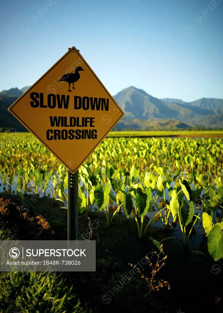 Slow down, wildlife crossing, sign, Hanalei Valley, Kauai, Hawaii, USA