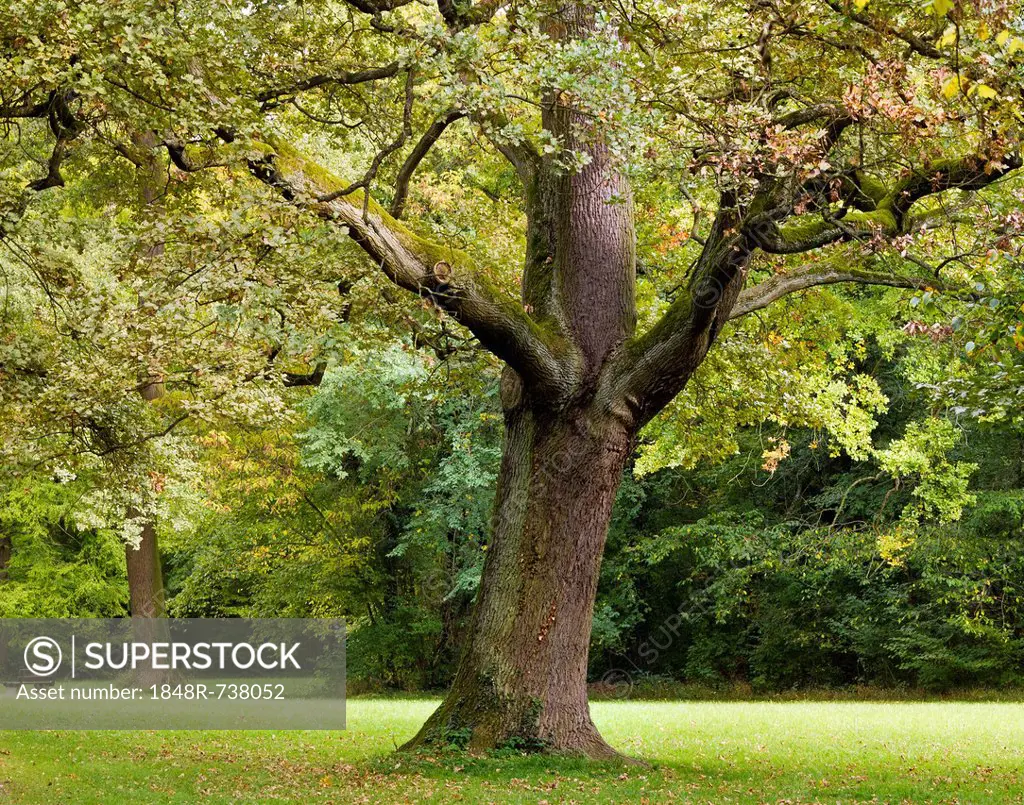 Pedunculate oak, English oak (Quercus robur) in a park