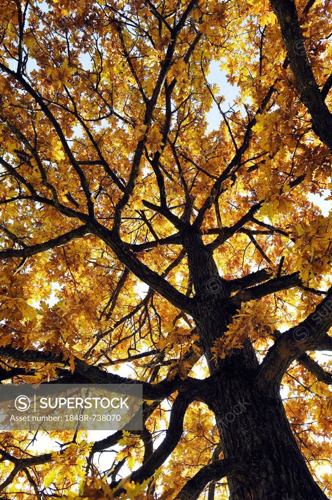 Oak tree (Quercus) suffused with light in the autumnal Ostpark, Munich, Bavaria, Germany, Europe