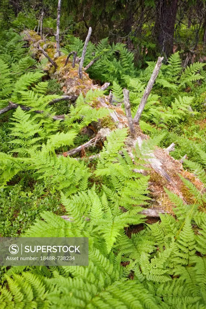 Ferns, Fulufjallet National Park, Dalarna county, Sweden, Scandinavia, Europe