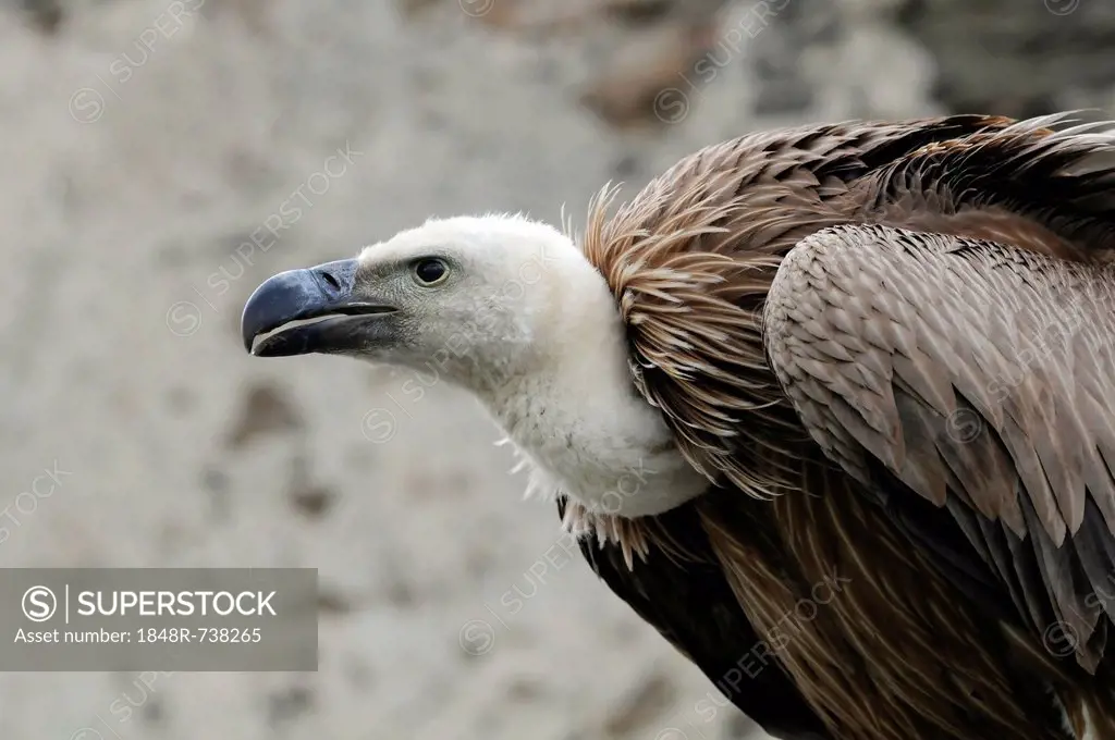 Griffon Vulture (Gyps fulvus), Renaissanceschloss Rosenburg Falconry, Lower Austria, Austria, Europe