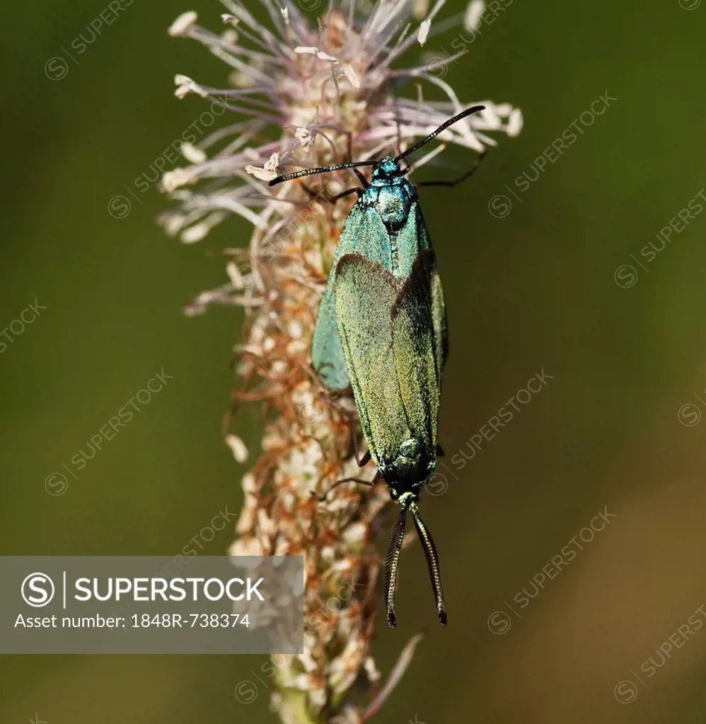 Pair of Green Forester (Adscita) moths, Kleinziegenfelder Valley, Franconian Switzerland, Bavaria, Germany, Europe