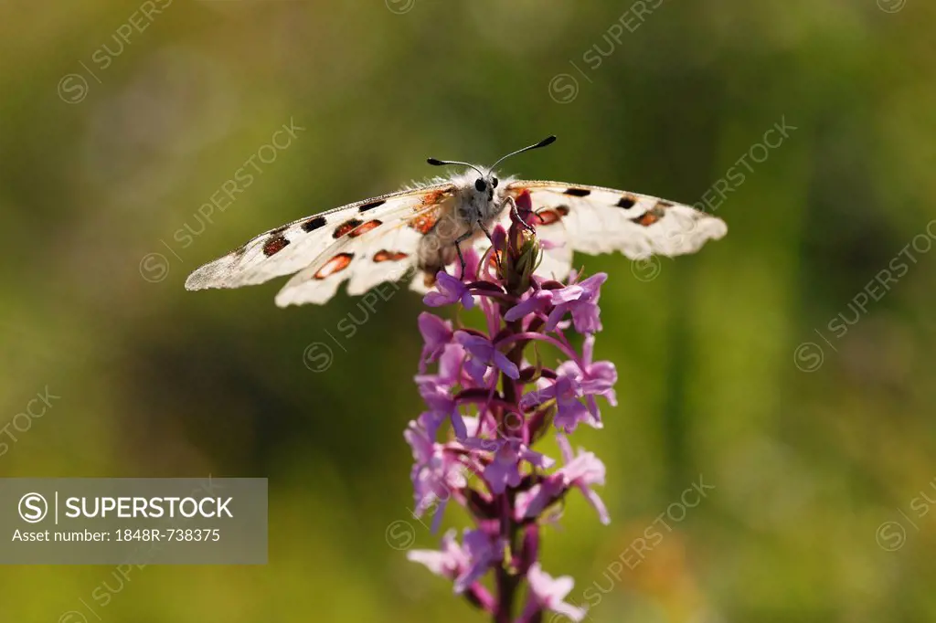 Apollo (Parnassius apollo) butterfly on a Fragrant Orchid (Gymnadenia conopsea), Kleinziegenfelder Valley, Franconian Switzerland, Bavaria, Germany, E...