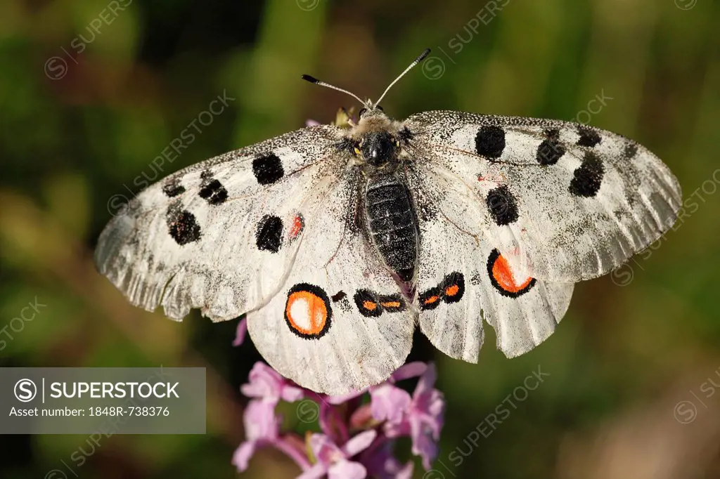 Apollo (Parnassius apollo) butterfly, Kleinziegenfelder Valley, Franconian Switzerland, Bavaria, Germany, Europe