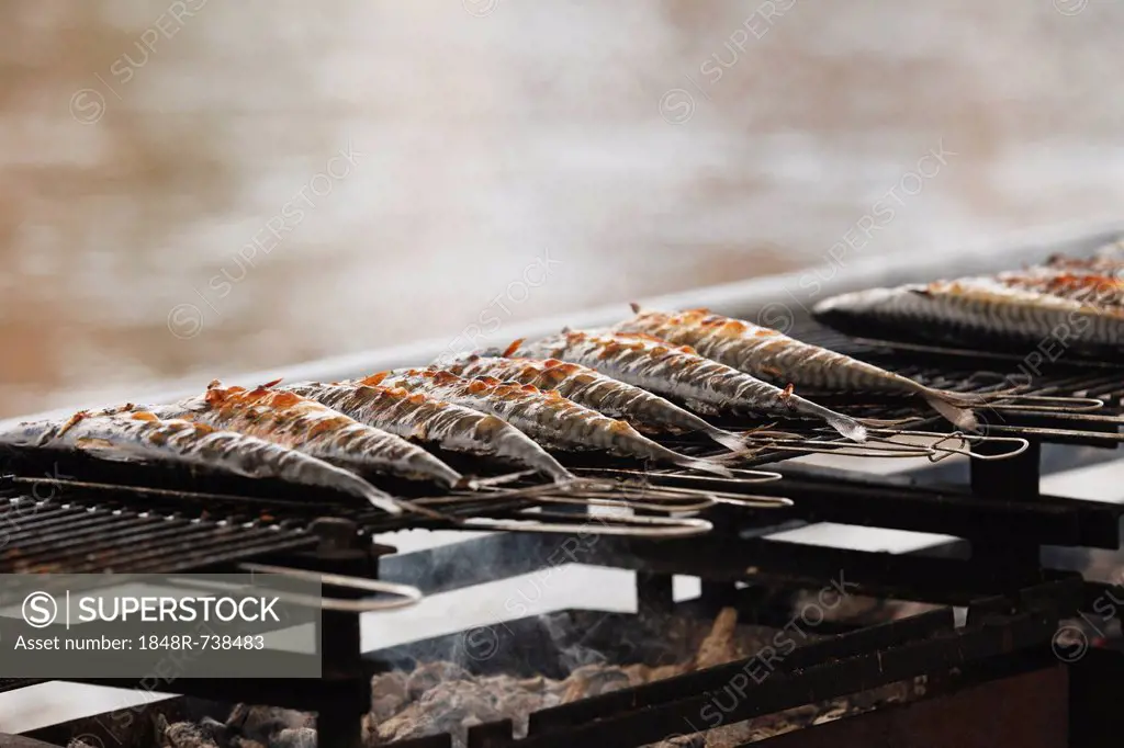 Fish on a grill, Sandkerwa, folk festival, Bamberg, Upper Franconia, Franconia, Bavaria, Germany, Europe, PublicGround