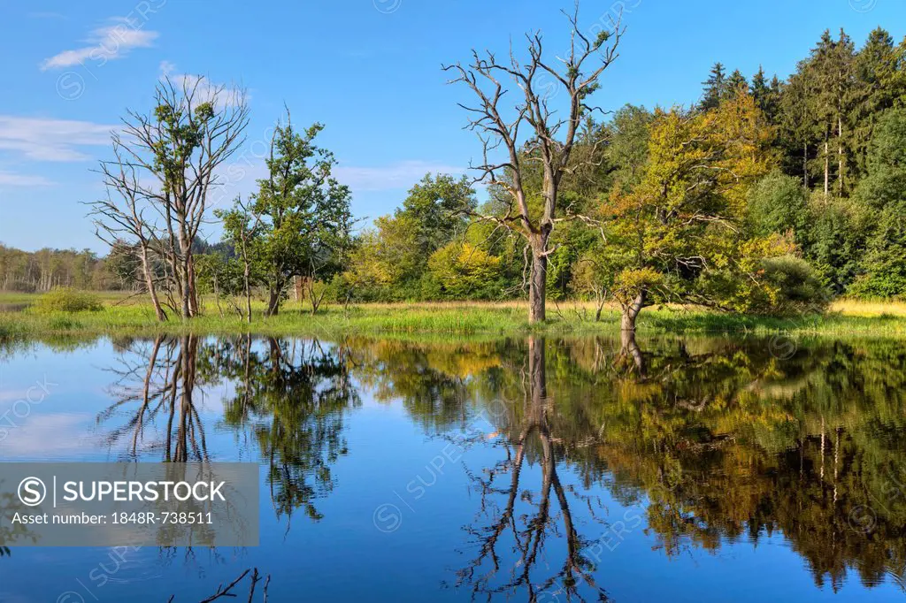 Seachtnmoor, moor, dead trees are reflected in the swamp, Andechs, Upper Bavaria, Bavaria, Germany, Europe, PublicGround