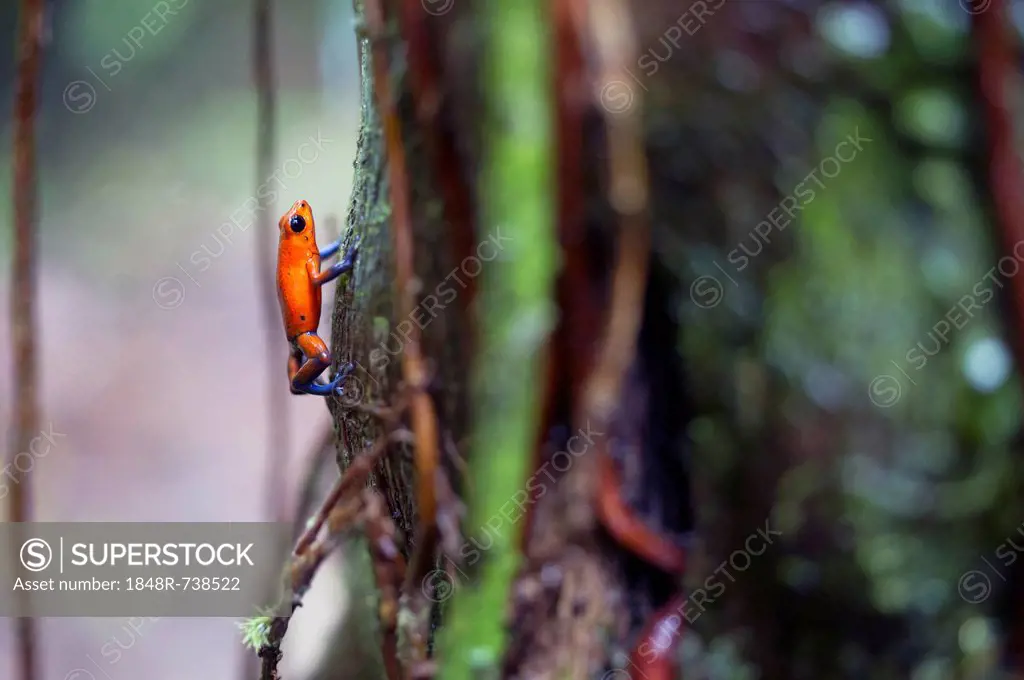 Strawberry poison-dart frog (Oophaga pumilio or Dendrobates pumilio), blue jeans morph, Costa Rica, Central America