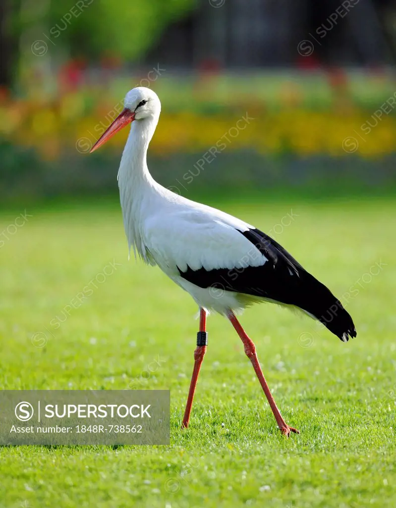 White Stork (Ciconia ciconia) in a meadow, Stuttgart, Baden-Wuerttemberg, Germany, Europe