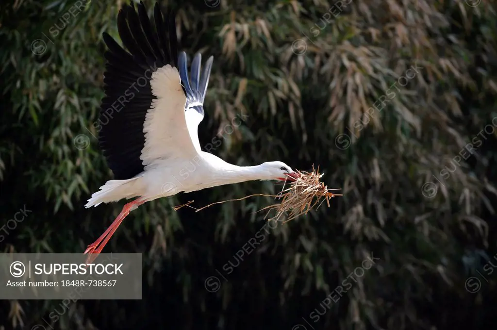 White Stork (Ciconia ciconia) in flight with nesting material, Stuttgart, Baden-Wuerttemberg, Germany, Europe