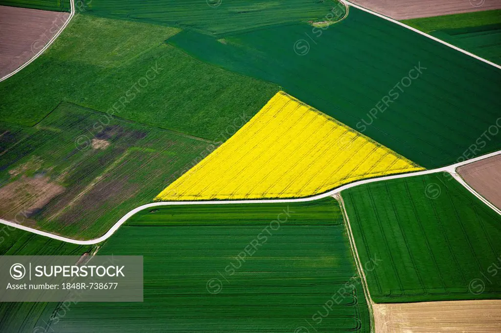 Aerial view, rapeseed fields, corn fields, fields, district of Biberach an der Riss, Baden-Wuerttemberg, Germany, Europe
