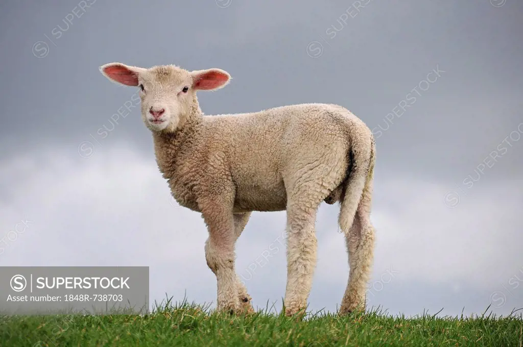 Lamb on the dyke of the Elbe river at Kollmar, Schleswig-Holstein, Germany, Europe