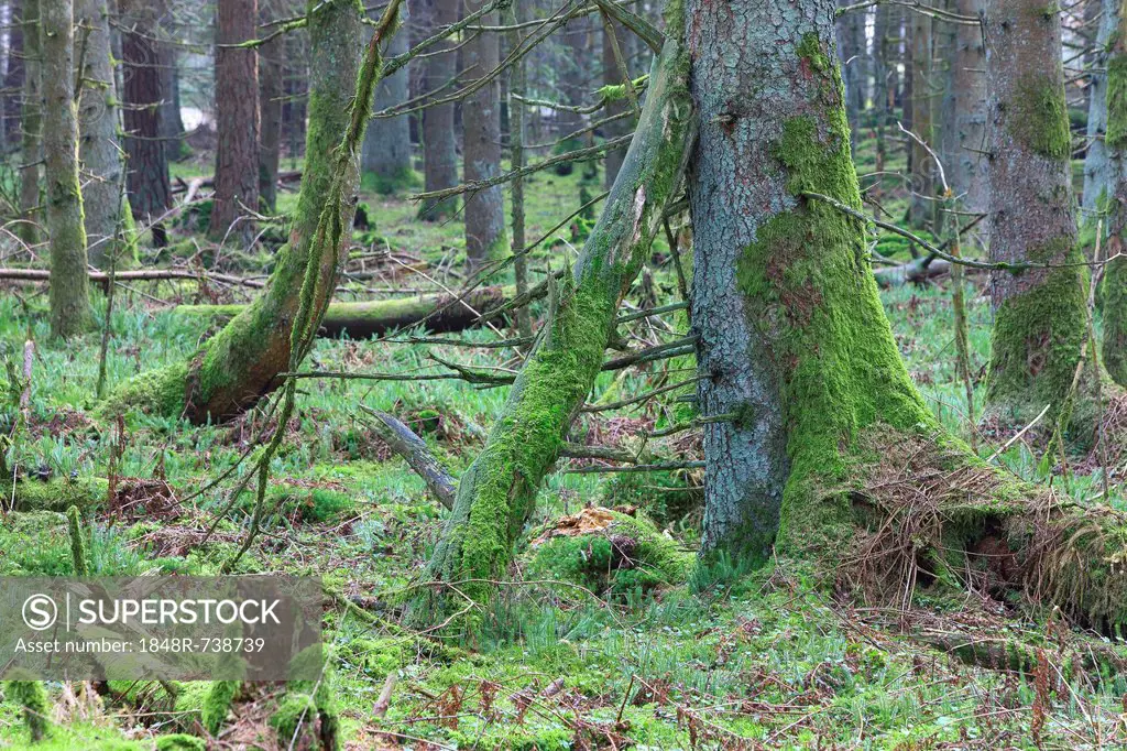 Protective forest near Steinhausen, Baden-Wuerttemberg, Germany, Europe