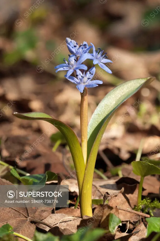 Two-leaf squill (Scilla bifolia), Leinzell, Baden-Wuerttemberg, Germany, Europe
