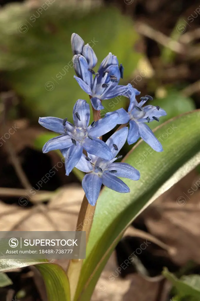 Two-leaf squill (Scilla bifolia), blossom, Leinzell, Baden-Wuerttemberg, Germany, Europe