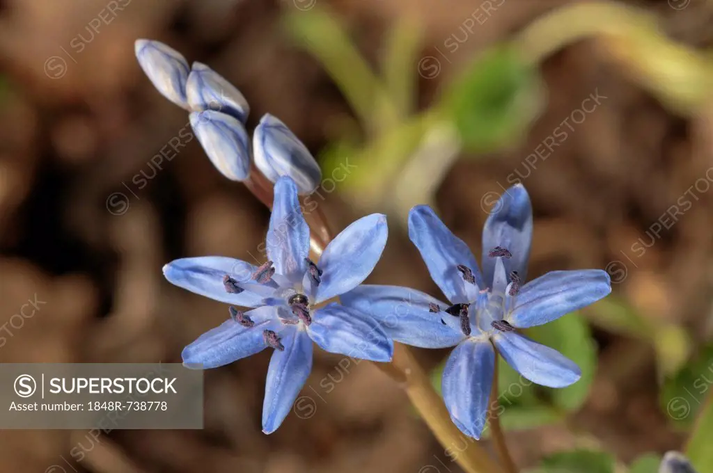 Two-leaf squill (Scilla bifolia), individual blossoms, Leinzell, Baden-Wuerttemberg, Germany, Europe
