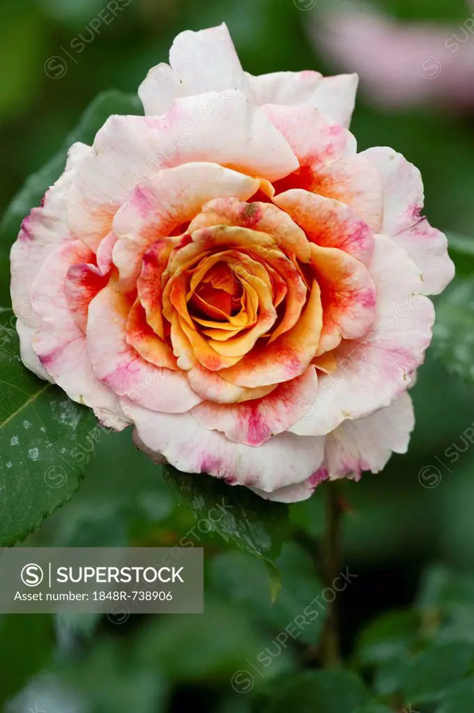 Painter rose (Rosa), Delbard