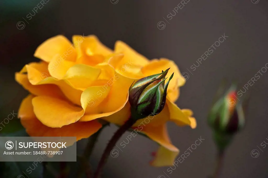 Shrub rose (Rosa), Maigold