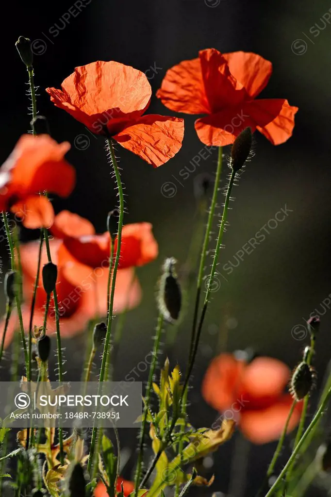 Blooming poppies (Papaver sp.), near Castelnuovo, Sicily, southern Italy, Italy, Europe