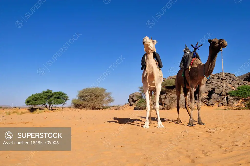Two riding camels in a vadi or wadi, Arabic term for valley, of Adrar Tekemberet, Immidir, Algeria, Sahara, North Africa