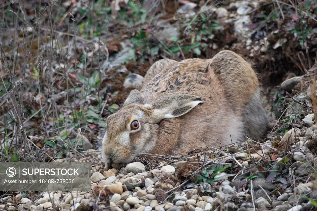 European Hare (Lepus europaeus) crouched in a shallow form, Allgaeu, Bavaria, Germany, Europe