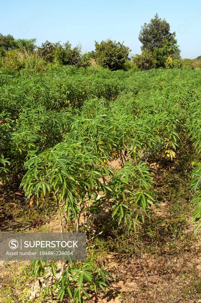 Cultivation of Cassava or Manioc (Manihot esculenta), Siem Reap, Cambodia, Southeast Asia