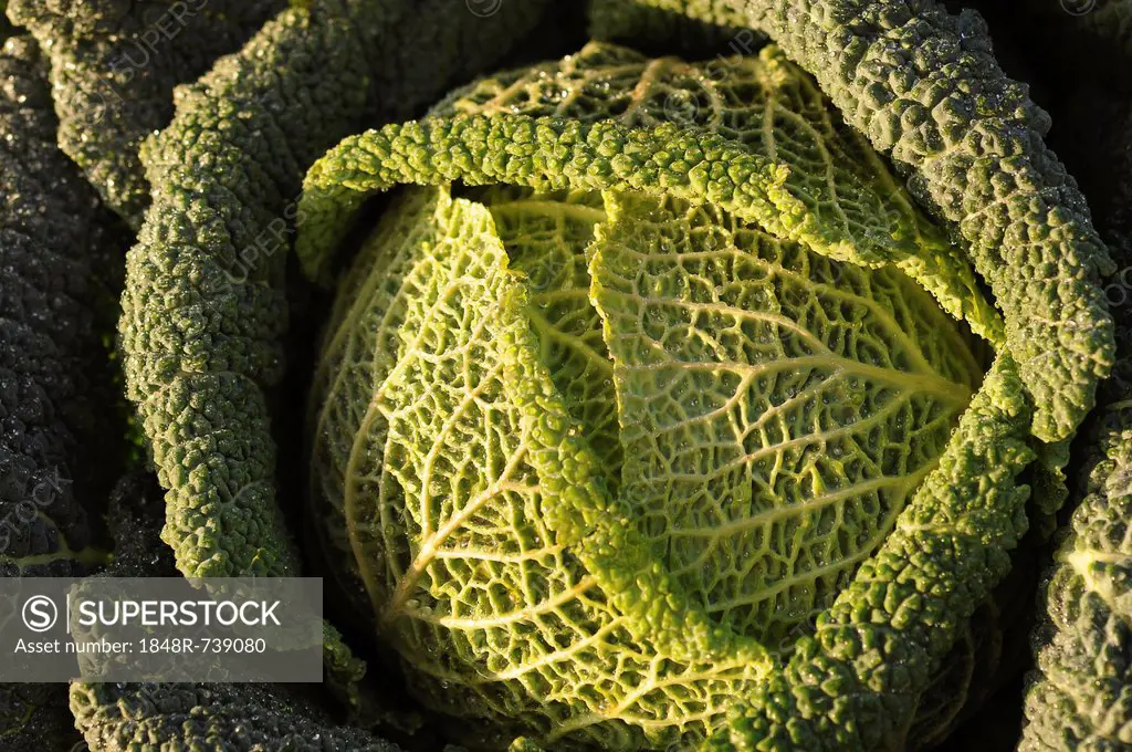 Savoy cabbage ((Brassica oleracea convar. capitata var. sabauda L.)