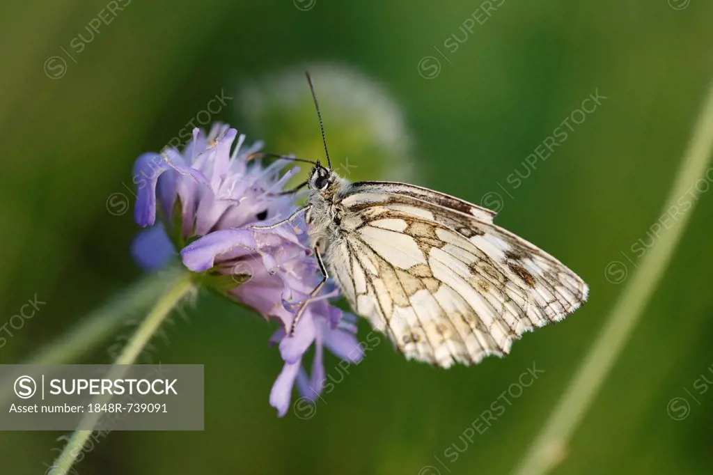 Marbled White (Melanargia galathea) butterfly, male, Franconian Switzerland, Bavaria, Germany, Europe