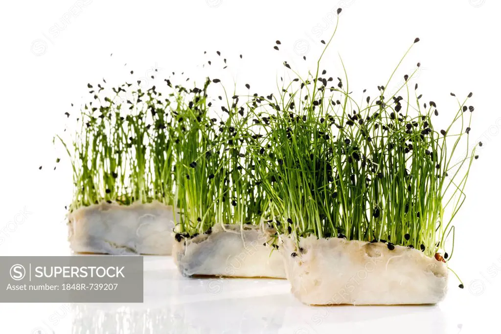 Rock chives cress with nutritive medium