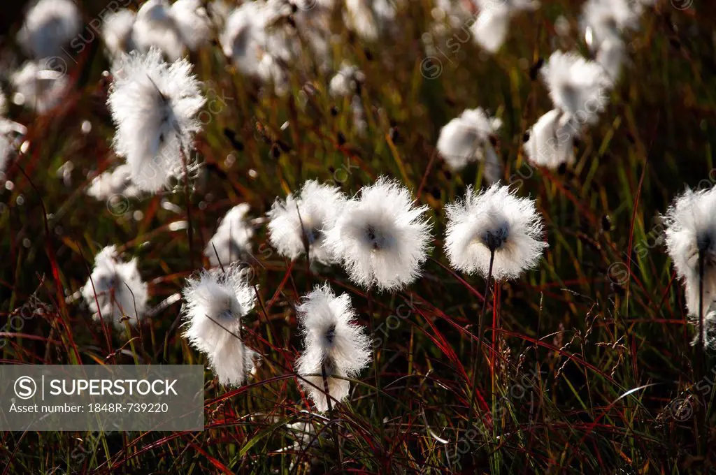 Cotton grass (Eriophorum sp.) in a meadow, Skálafellsjoekull glacier tongue, Vatnajoekull glacier, Austurland, eastern Iceland, Iceland, Europe
