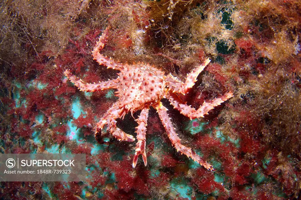Red King crab (Paralithodes camtschaticus), Barents Sea, Russia, Arctic