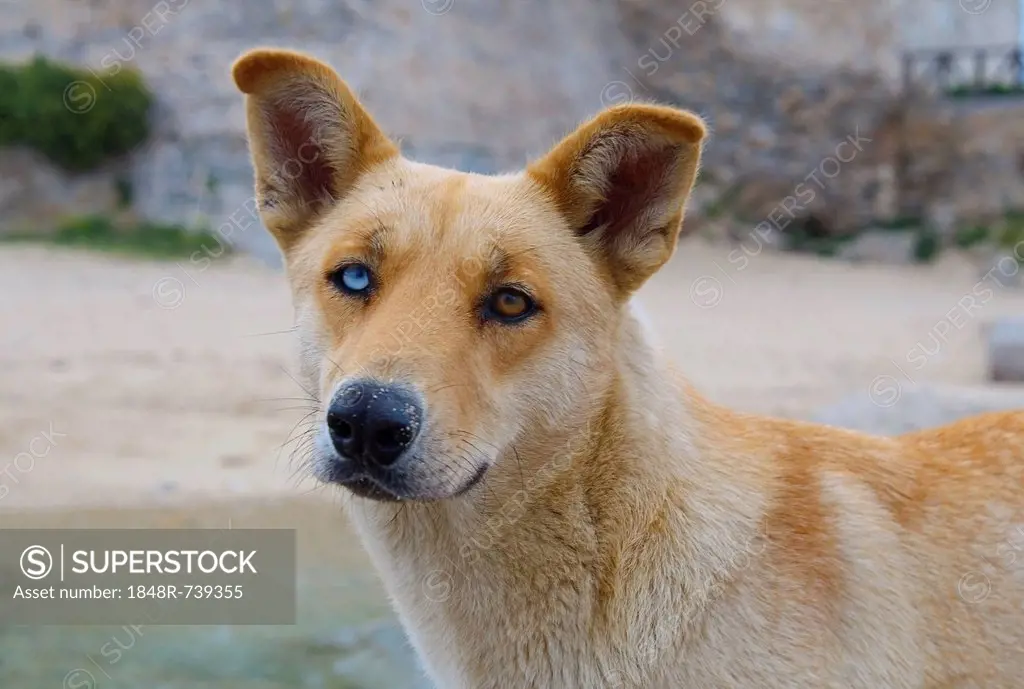Dog with different colored eyes, Greece, Europe