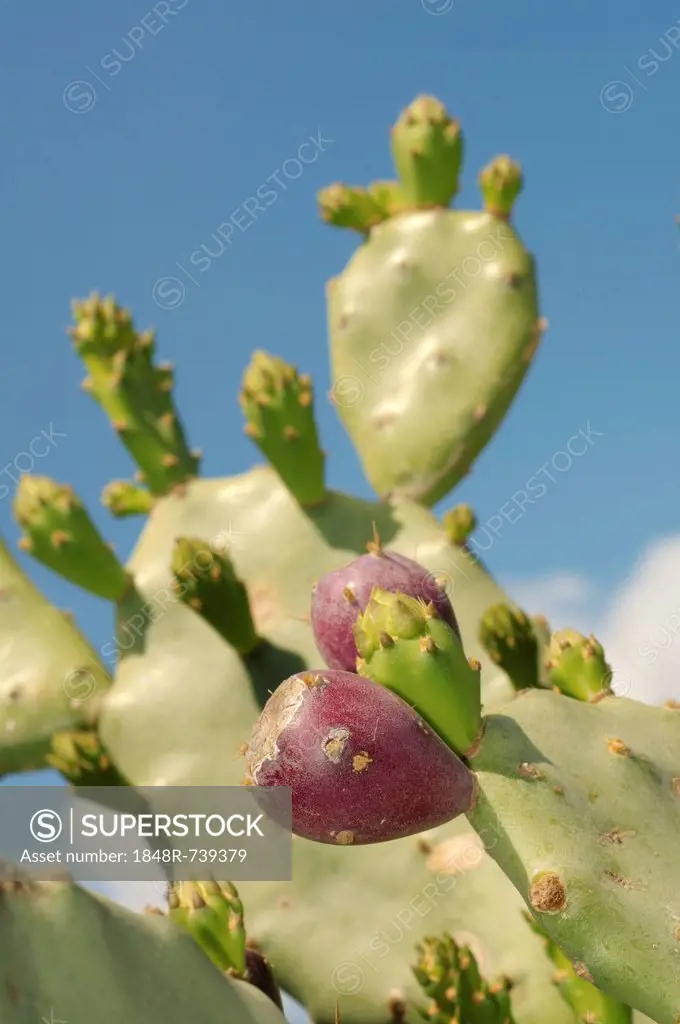 Coastal prickly pear (Opuntia littoralis) with fruits, Tunis, Africa