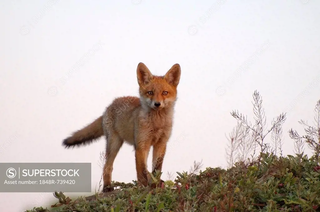 Red fox (Vulpes vulpes), young, Yermakov island, Ukraine, Eastern Europe