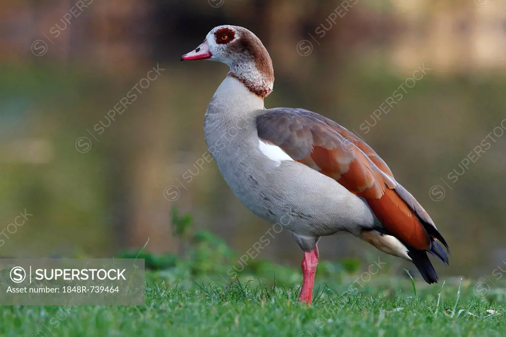 Egyptian Goose (Alopochen aegyptiacus), standing on the lawn of the palace park, Schlosspark Biebrich, Wiesbaden, Hesse, Germany, Europe