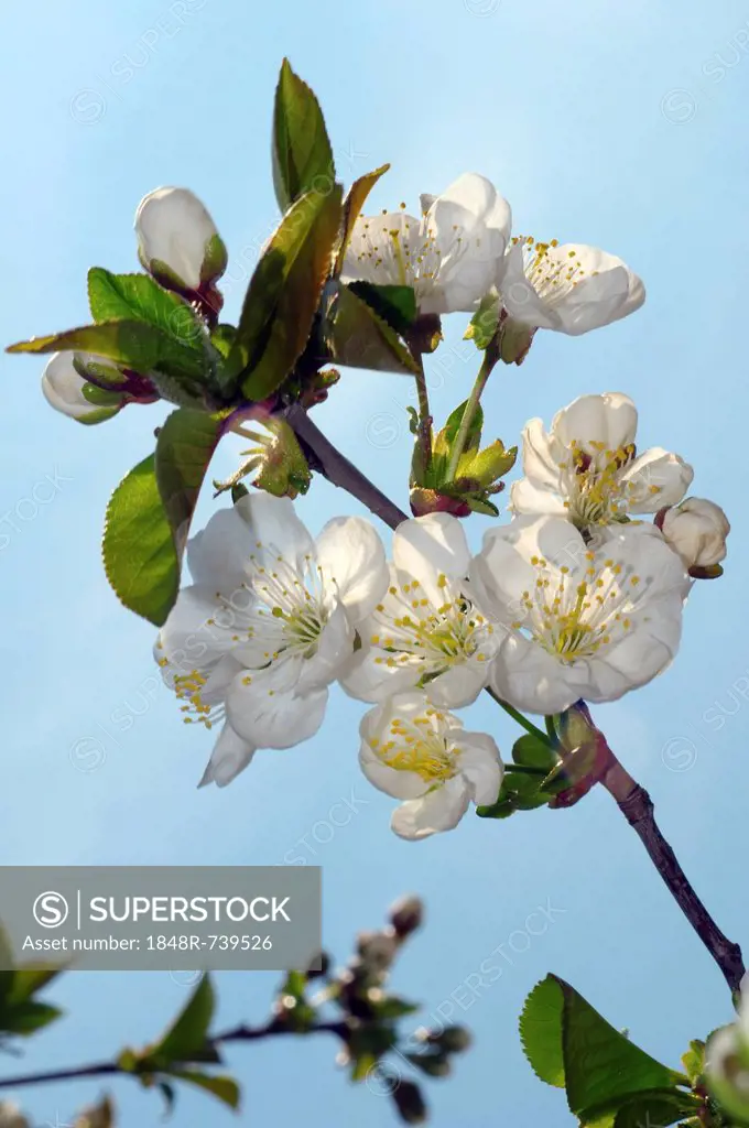 Blossoming Peach tree (Prunus persica), Ukraine, Eastern Europe