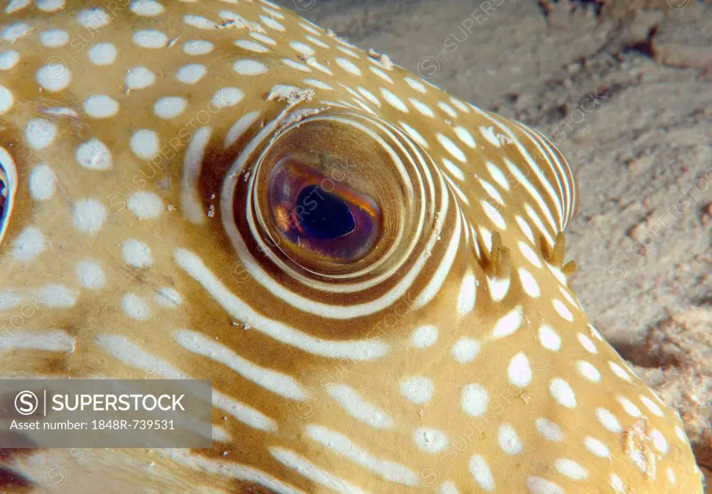Eye of a White-spotted puffer (Arothron hispidus), Red Sea, Egypt, Africa