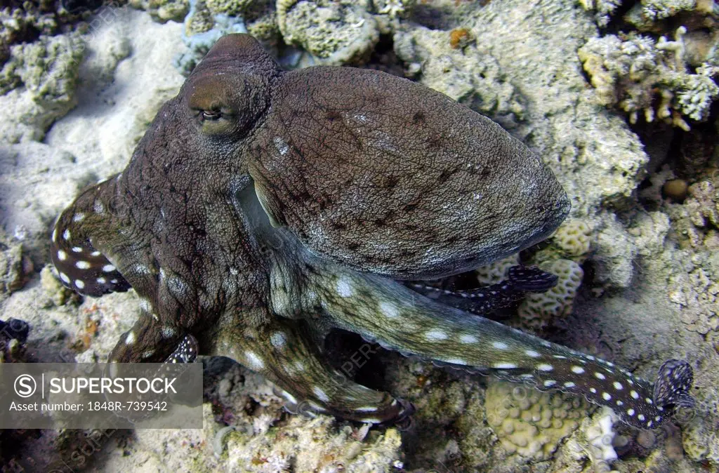 Octopus (Octopus sp.), Red Sea, Egypt, Africa