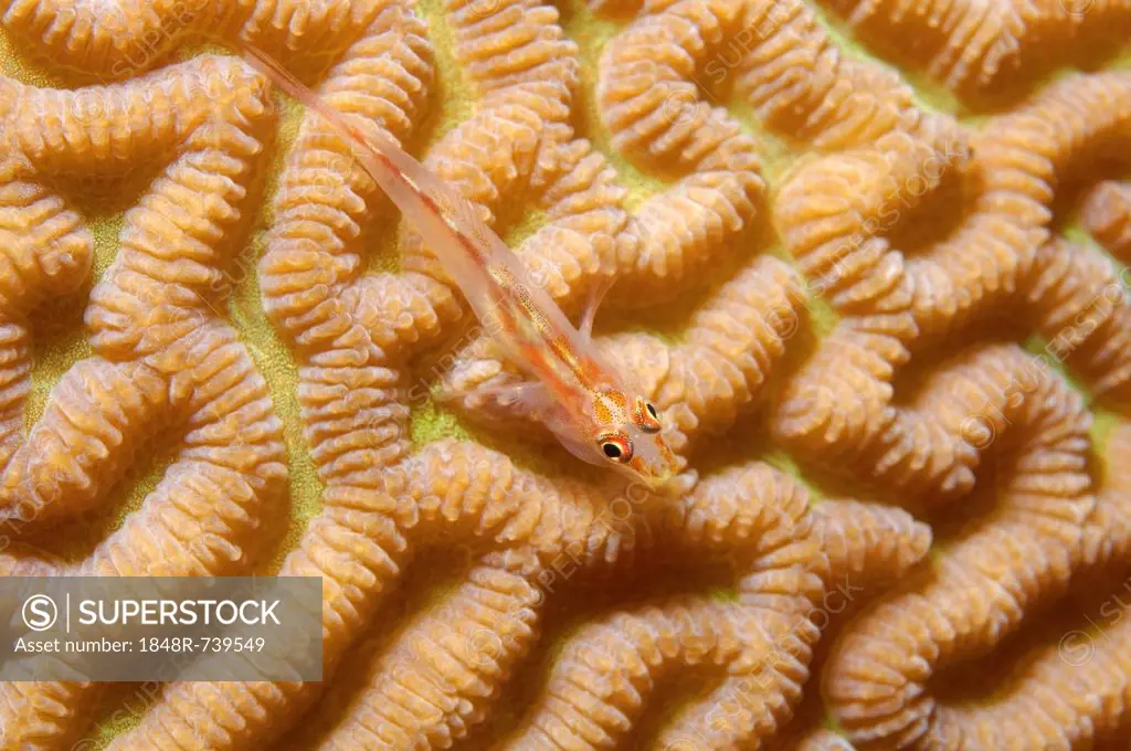 Sea whip goby (Erythrops goby, Bryaninops erythrops), coral reef, Red Sea, Egypt, Africa