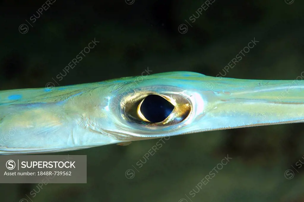 Eye of a Trumpetfish (Aulostomus chinensis), Red Sea, Egypt, Africa