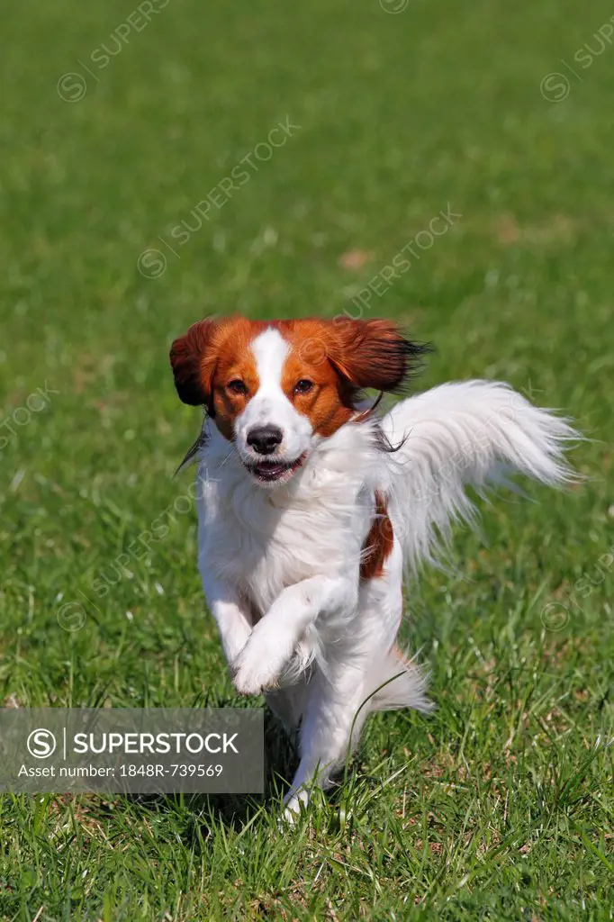 Kooikerhondje, Kooiker Hound (Canis lupus familiaris), young male dog running
