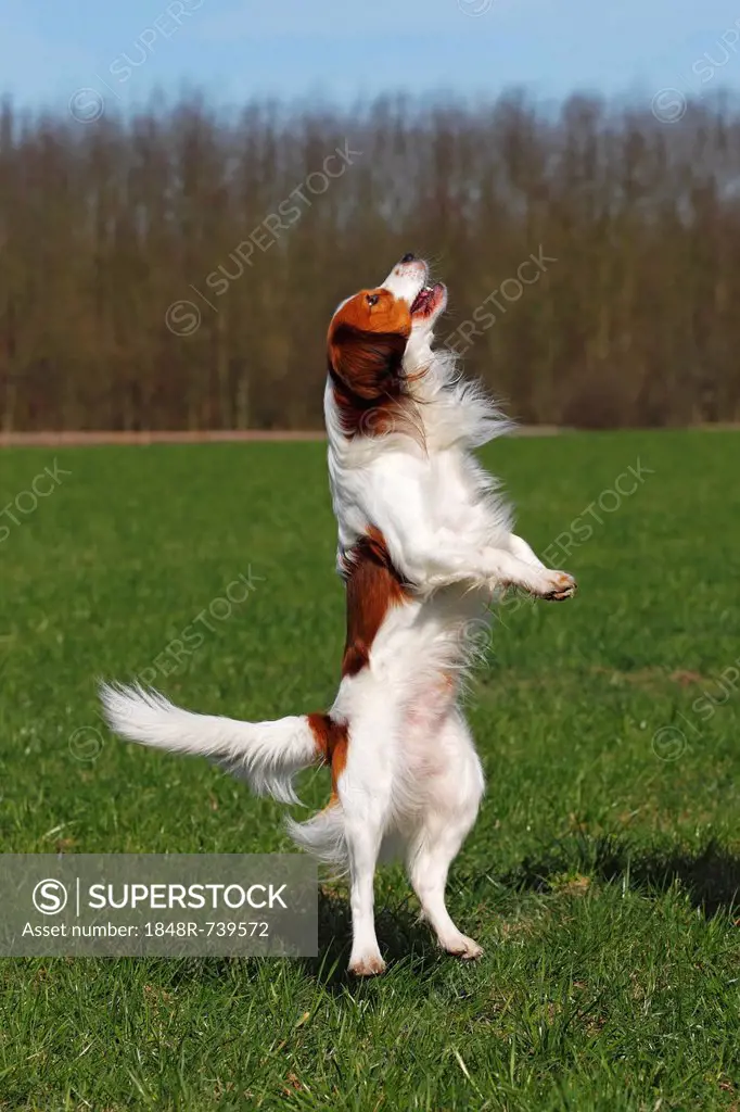 Kooikerhondje, Kooiker Hound (Canis lupus familiaris), young male dog jumping into the air