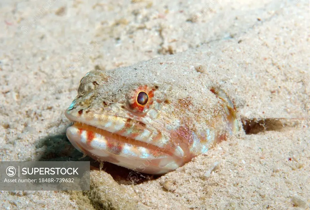 Variegated lizardfish (Synodus variegatus), Red Sea, Egypt, Africa